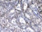 Anti-ErbB 2 Picoband Antibody